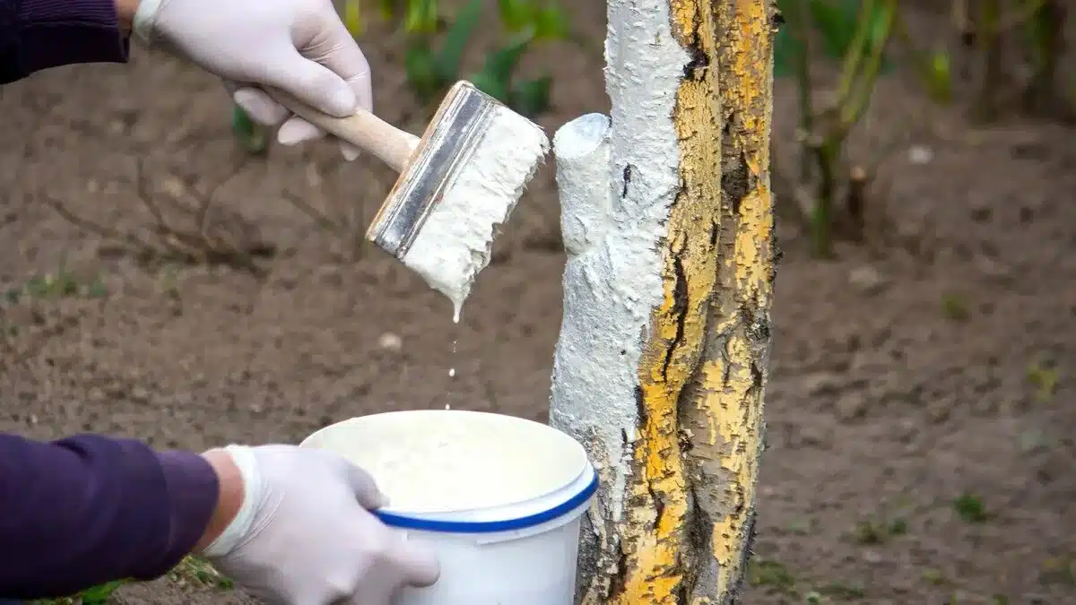 Ponovljeno izbjeljivanje voćaka zimi. Dodajte ga vapnu - zaštita će biti bolja.
