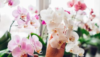 Nasypte do kvetináča pol čajovej lyžičky. Po troch týždňoch orchidea začne kvitnúť.