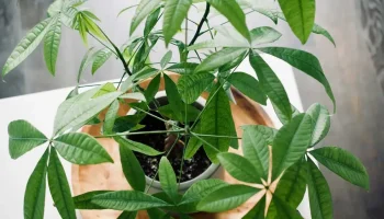 Vyzerá skvele a nepotrebuje nič: vodná pachira – izbová rastlina, ktorá čistí vzduch a, ako sa hovorí, prináša bohatstvo.