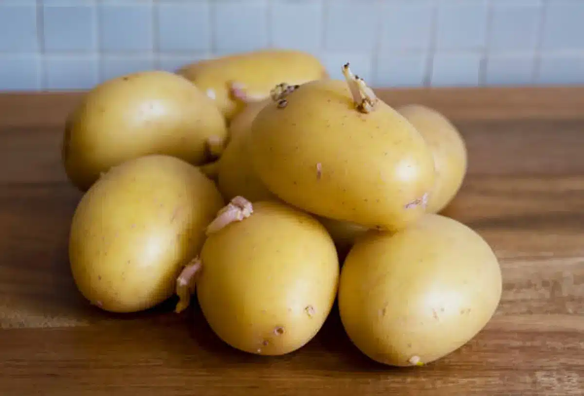 Ak má zemiak, ktorý sa chystáte zjesť, klíčky, je lepšie to urobiť, aby ste sa vyhli otravám z jedla.