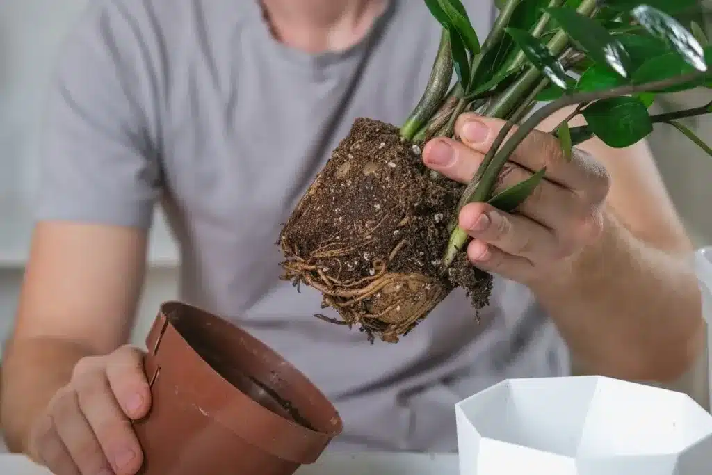 Stabla novca šire se poput požara: kako ih pravilno razmnožiti?