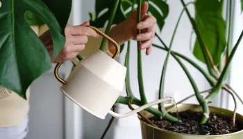 Zmiešanie banánovej šupky s medom: prečo sa to odporúča a načo je to dobré.