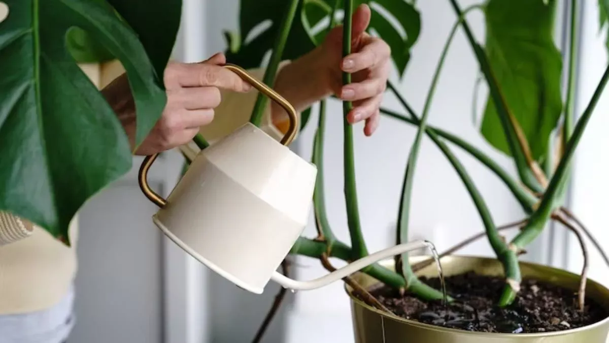 Zmiešanie banánovej šupky s medom: prečo sa to odporúča a načo je to dobré.