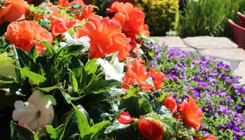 Sadenie polenty na záhony: načo je to potrebné a prečo sa to odporúča.