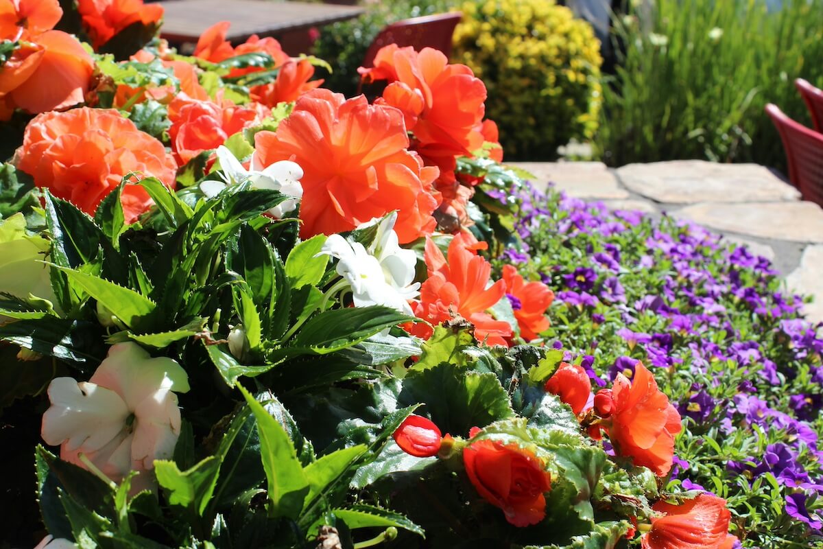 Sadenie polenty na záhony: načo je to potrebné a prečo sa to odporúča.