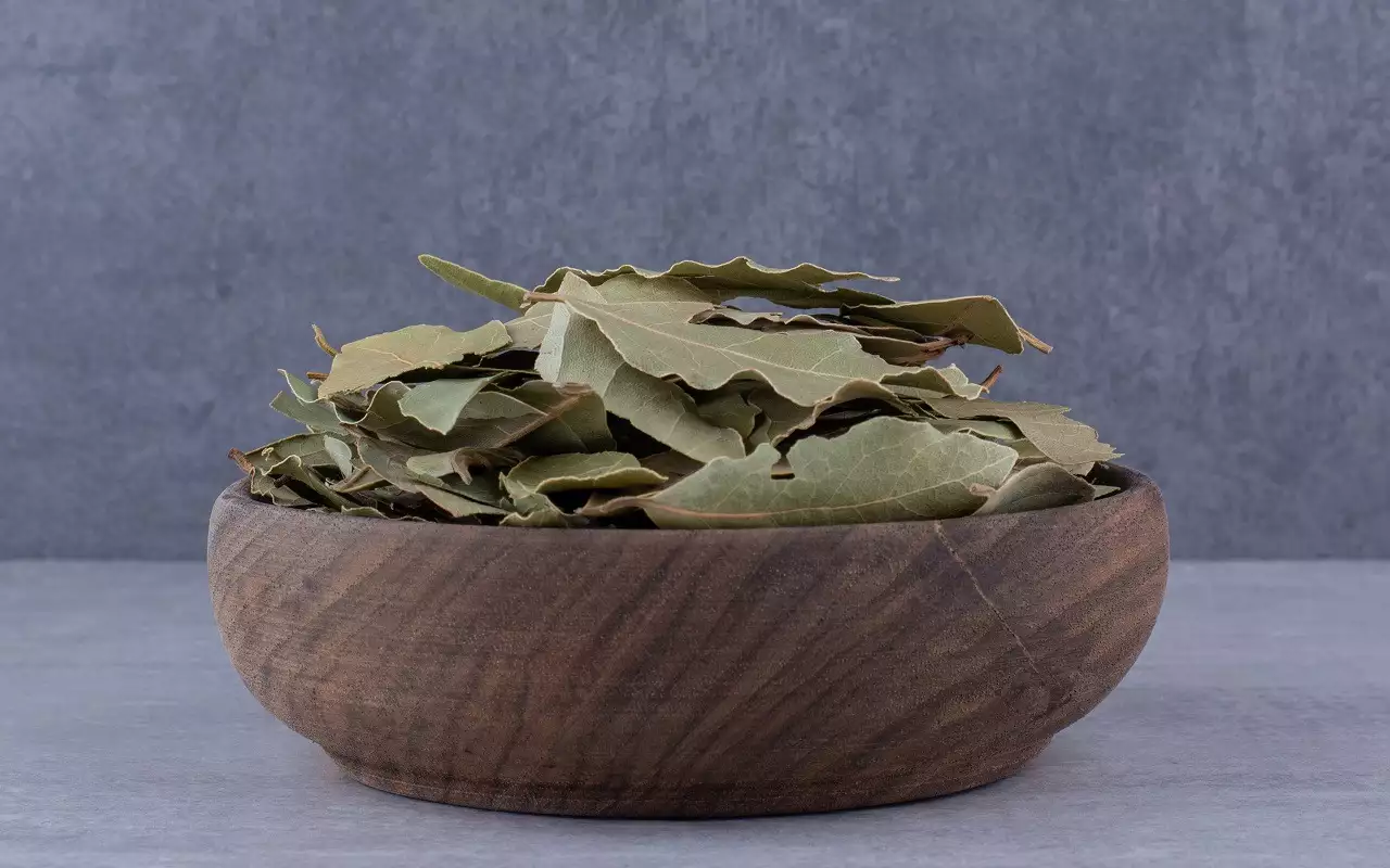 Izrada kriški krastavaca s lovorovim lišćem: koje su prednosti i kako ga koristiti prema stručnjacima.