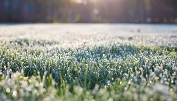 După ce zăpada se topește, împrăștiați mușchiul pe gazon. Veți elimina mușchiul înainte de începerea sezonului, iar acesta nu va mai apărea în acest an. Arderea mușchiului cu mijloace casnice