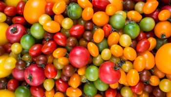 Tutkijat ovat keksineet tomaattien viljelyjärjestelmän, joka käyttää puolet vähemmän vettä ja lannoitteita.