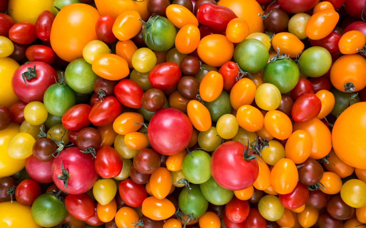 Tutkijat ovat keksineet tomaattien viljelyjärjestelmän, joka käyttää puolet vähemmän vettä ja lannoitteita.