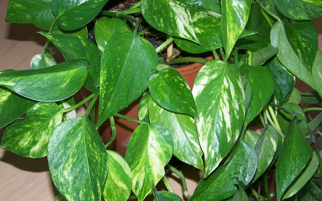 Zalijevanje biljke Scindapsus rižinom vodom: zašto se preporučuje i zašto je korisno.