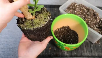 Záhradníci sú zmätení: načo je v črepníku s peňazovým stromom štipka čierneho korenia?