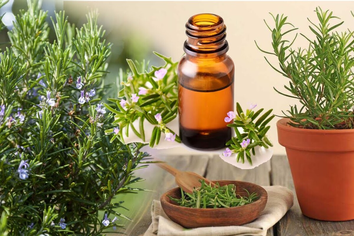 Čišćenje i dezinfekcija ruzmarinom