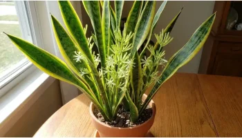 Žiadne hnojivá ani kompost: tajomstvo, ako prinútiť vašu sansevieriu rozkvitnúť vo februári.