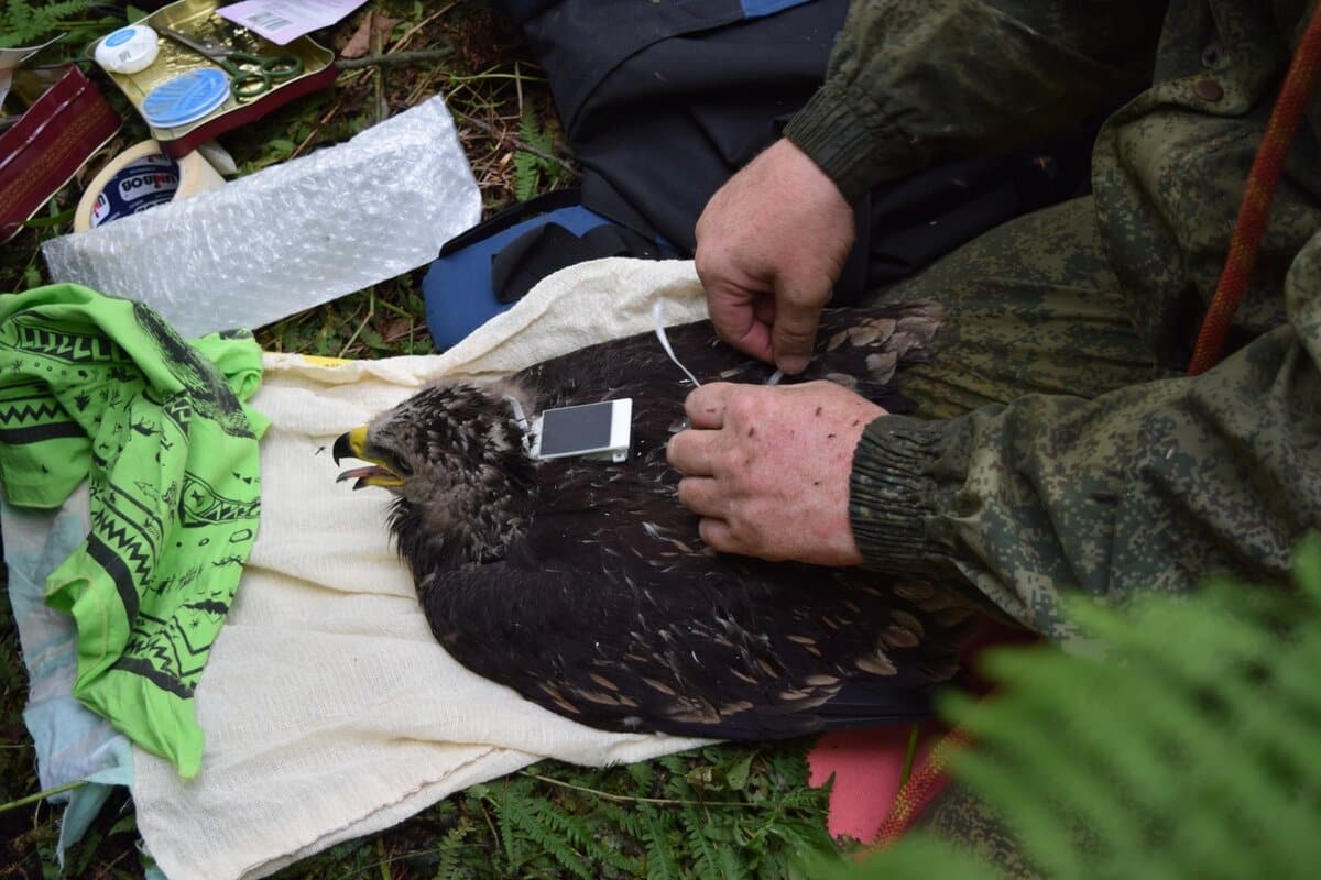 Mladunče zaštićene vrste orla u divljini