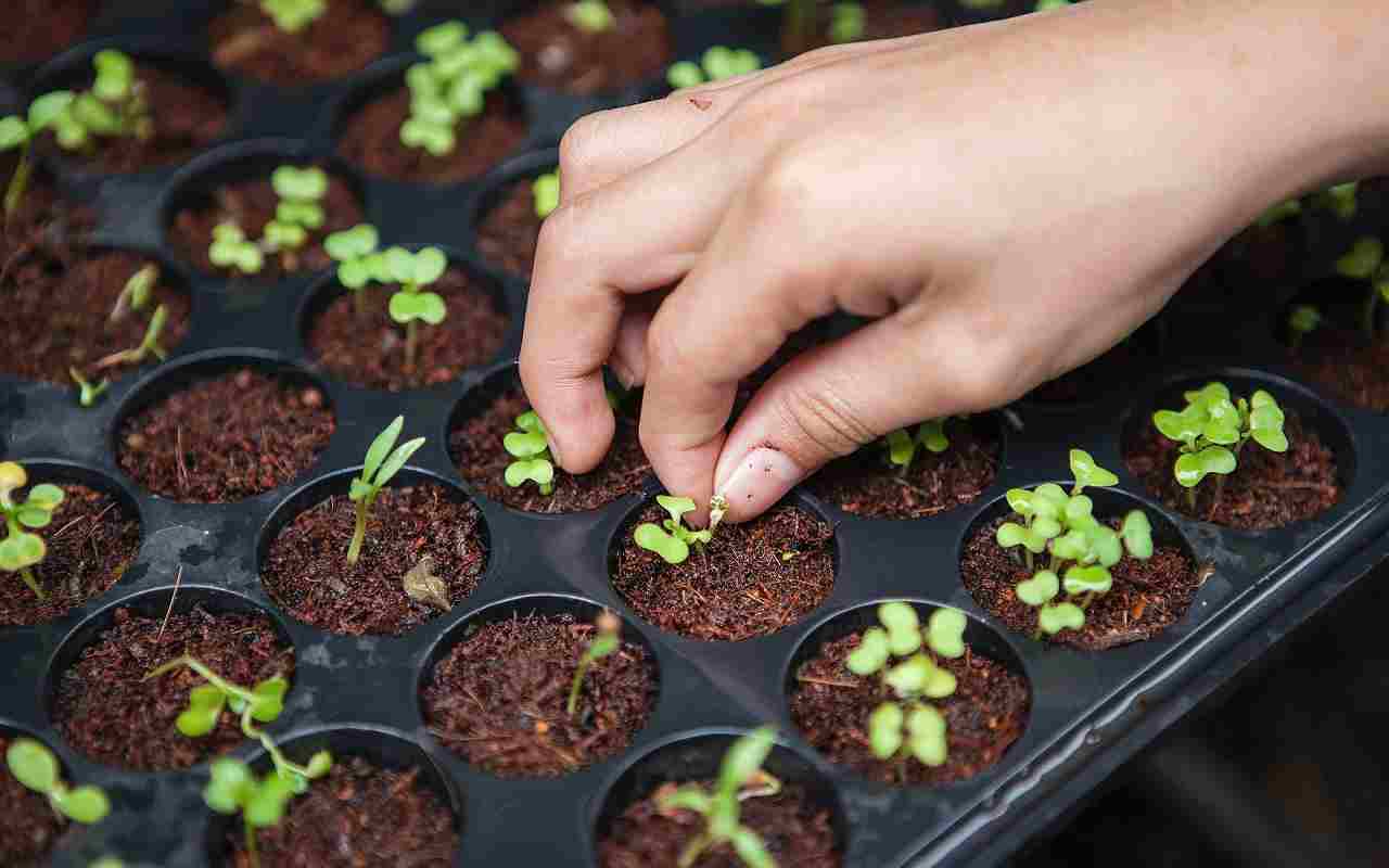 Kalijevo gnojivo za jake, zdrave sadnice i obilne žetve. Češki vrtlari koriste ga već generacijama.