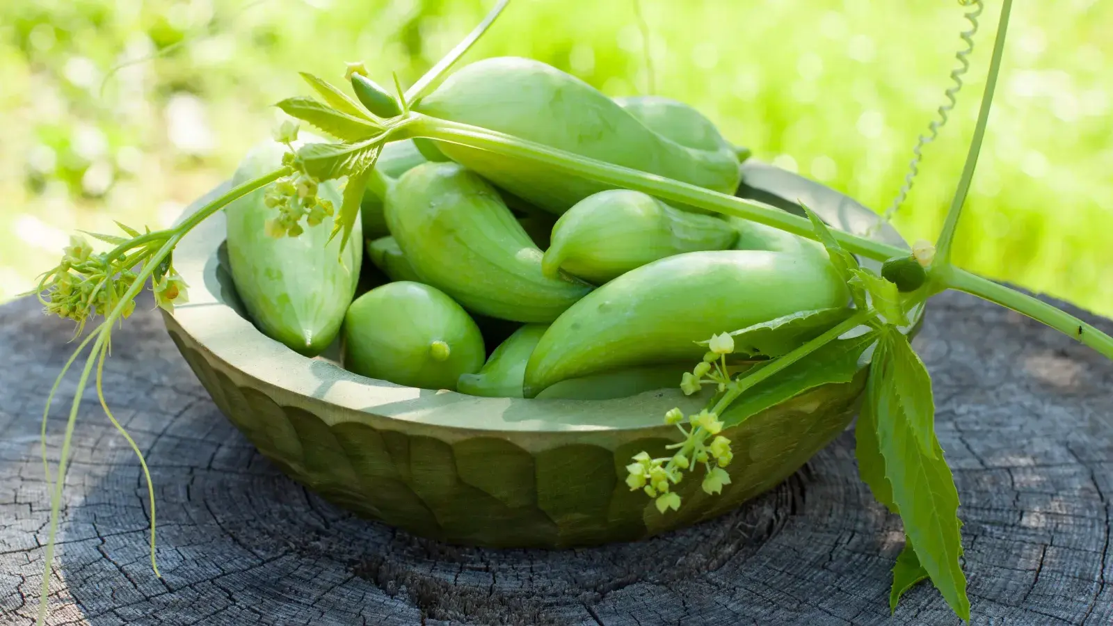 Grožđe iz Anda osvaja vrtove. Za nekoliko tjedana imat ćete zeleni zid pun ukusnih hrskavih plodova.