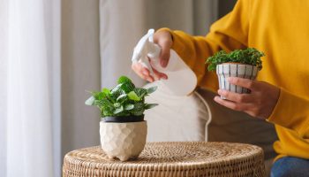 Trei greșeli frecvente pe care le facem atunci când udăm plantele iarna și cum să le evităm.