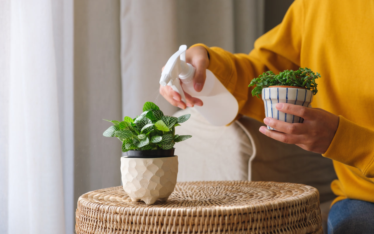 Trei greșeli frecvente pe care le facem atunci când udăm plantele iarna și cum să le evităm.