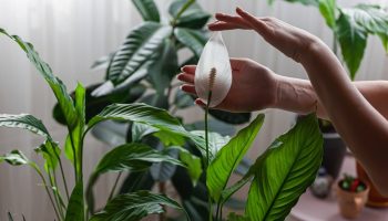 Namiesto toho, aby ste spathiphyllum vyhodili do koša, zasadte ho do kvetináča. Bude kvitnúť ako z praku.