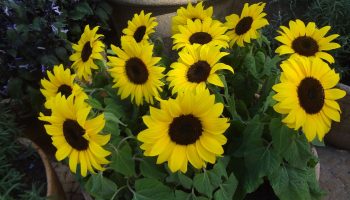 Nu este doar o decorație: florile plasate în centrul compoziției atrag bogăția.