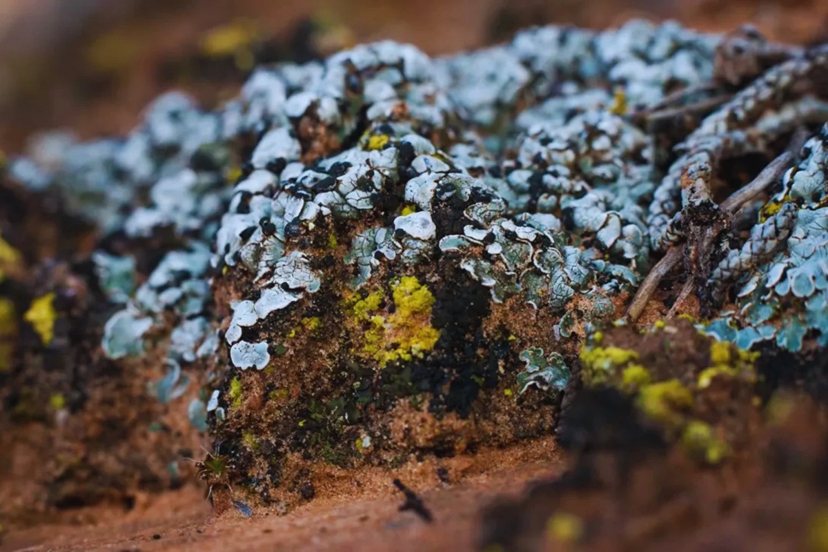 China zaait microben in de woestijn. En de woestijn reageert. Het experiment met algen heeft al duizenden hectaren zand omgezet in vruchtbare grond