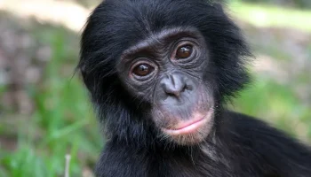 Tämä bonobo osoittaa, että mielikuvitus ei ole vain ihmisille ominaista, ja saa meidät miettimään uudelleen, mikä todella tekee meistä erityisiä.