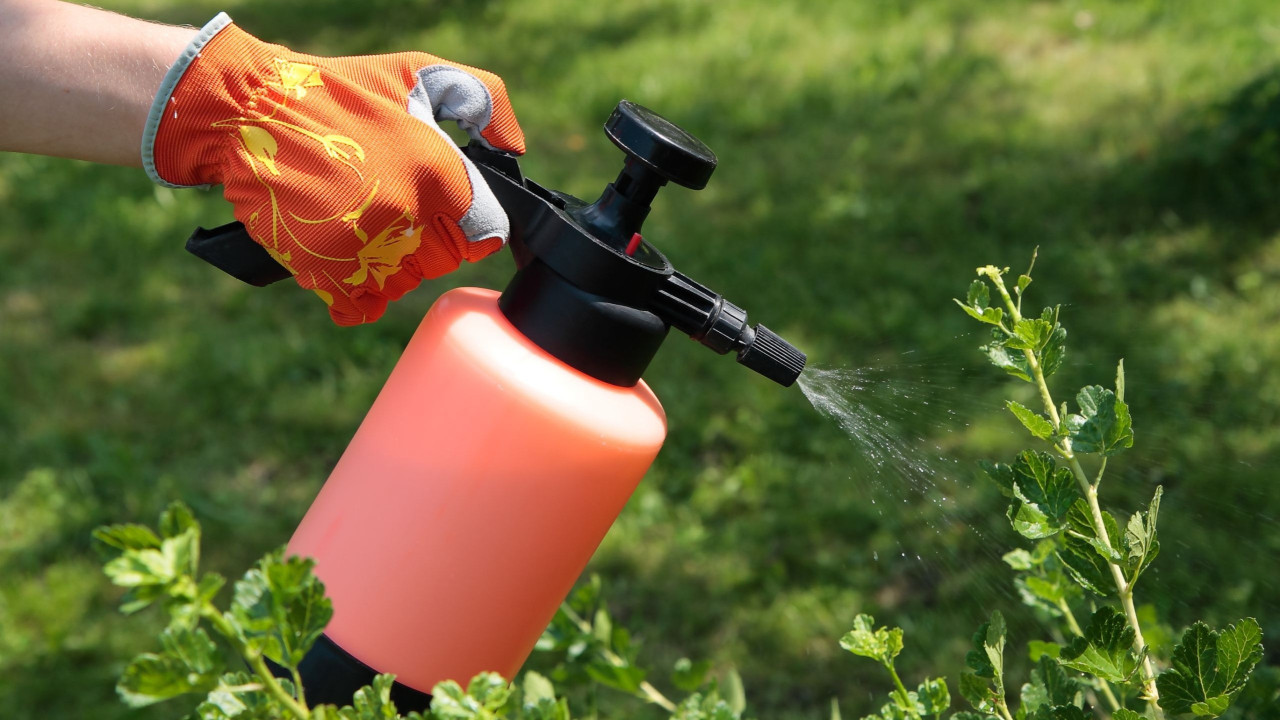 Prskanje biljaka octom: zašto to učiniti i zašto se isplati.