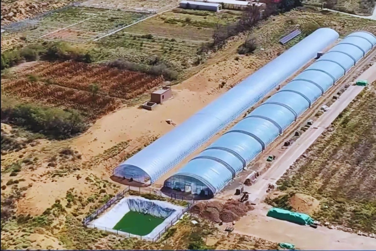 Kina sije mikrobe u pustinji. I pustinja odgovara. Pokus s algama već je pretvorio tisuće hektara pijeska u plodno tlo