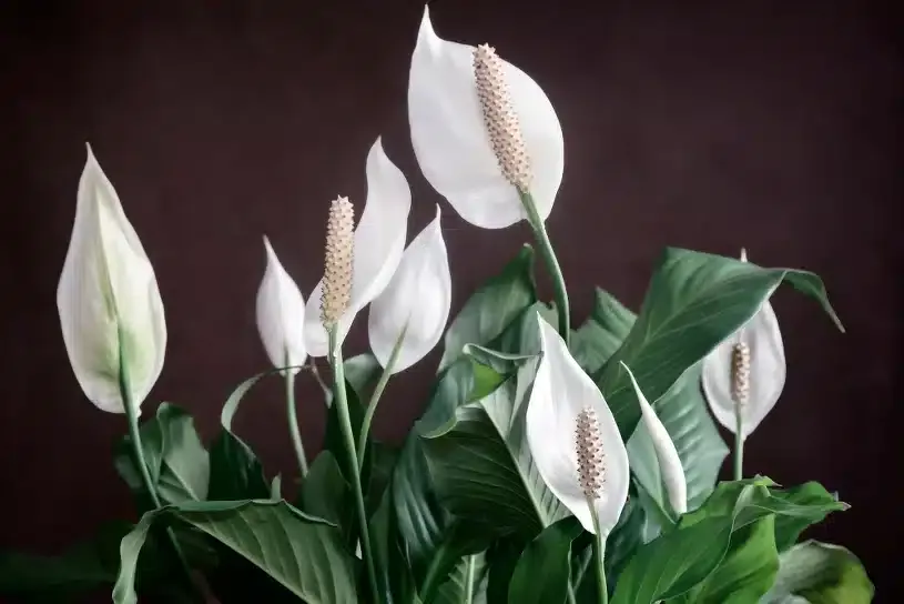 Namiesto toho, aby ste spathiphyllum vyhodili do koša, zasadte ho do kvetináča. Bude kvitnúť ako z praku.