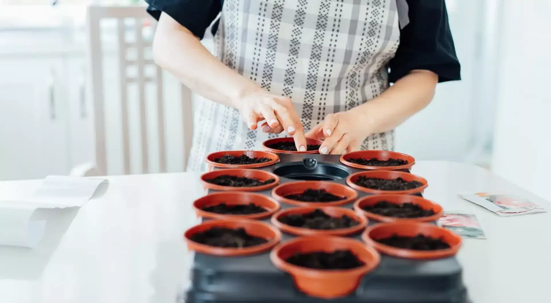 Ne čekajte mart. Posijte ovo povrće sada i imat ćete zdrave sadnice.