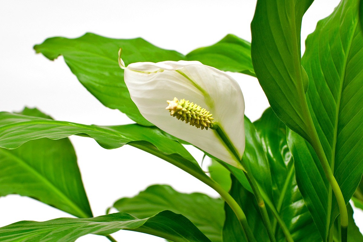 Namiesto toho, aby ste spathiphyllum vyhodili do koša, zasadte ho do kvetináča. Bude kvitnúť ako z praku.