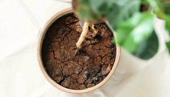 Se deteriorează solul pentru plantele în ghiveci în timpul iernii? Expertul nu are nicio îndoială.