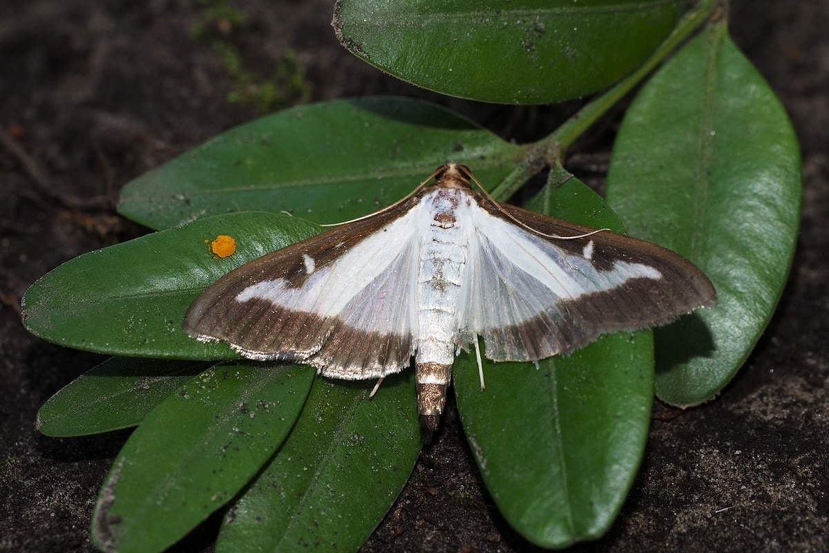 Prelijte ga preko šimšira. Sve nehranjene ličinke će uginuti.