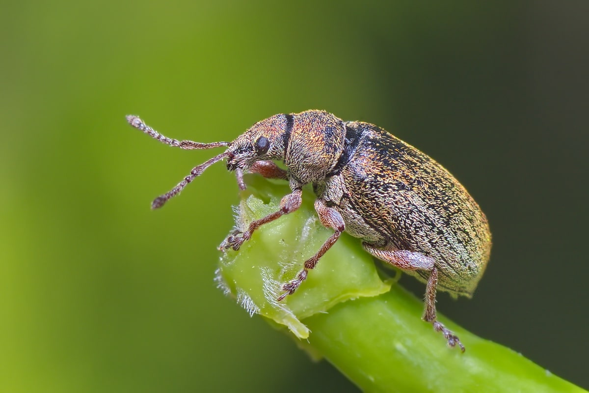 Kruškina zlatica na voćkama. Mogu li ga ulje i bakreni sprejevi uništiti?