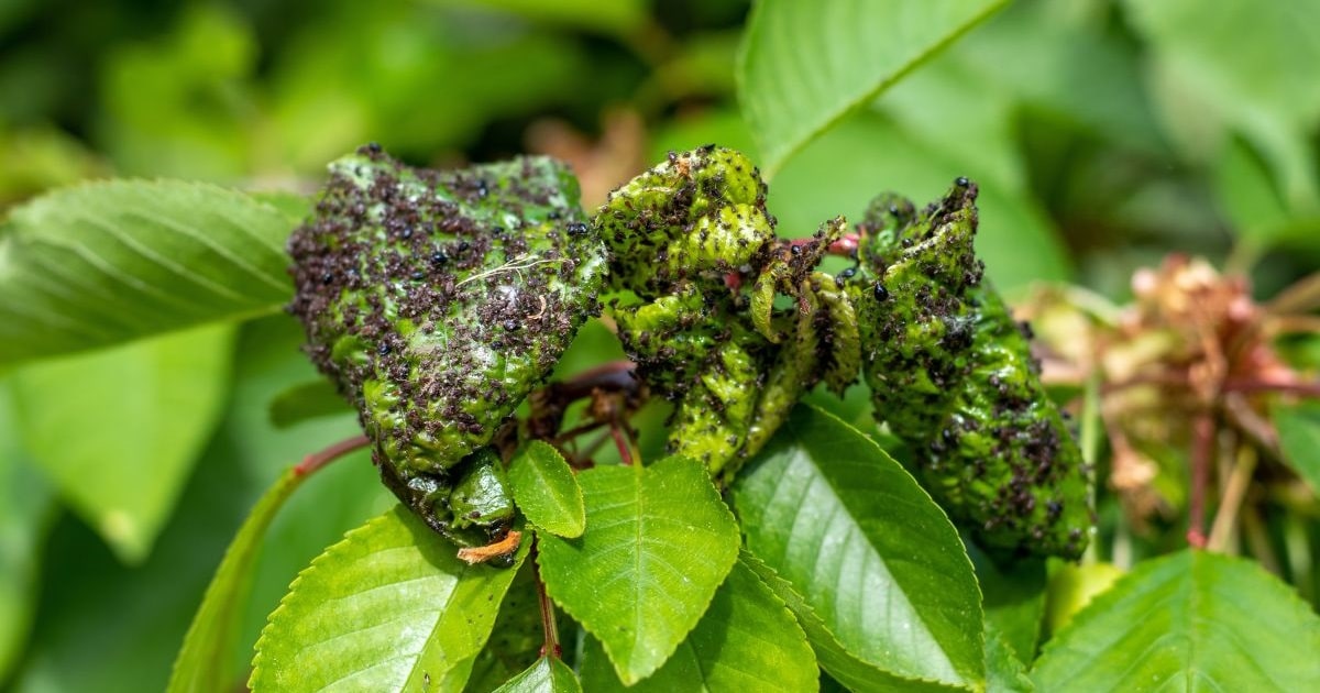 Učinkovita i nježna metoda: lisne uši nestaju ovom metodom liječenja bez oštećenja biljke.