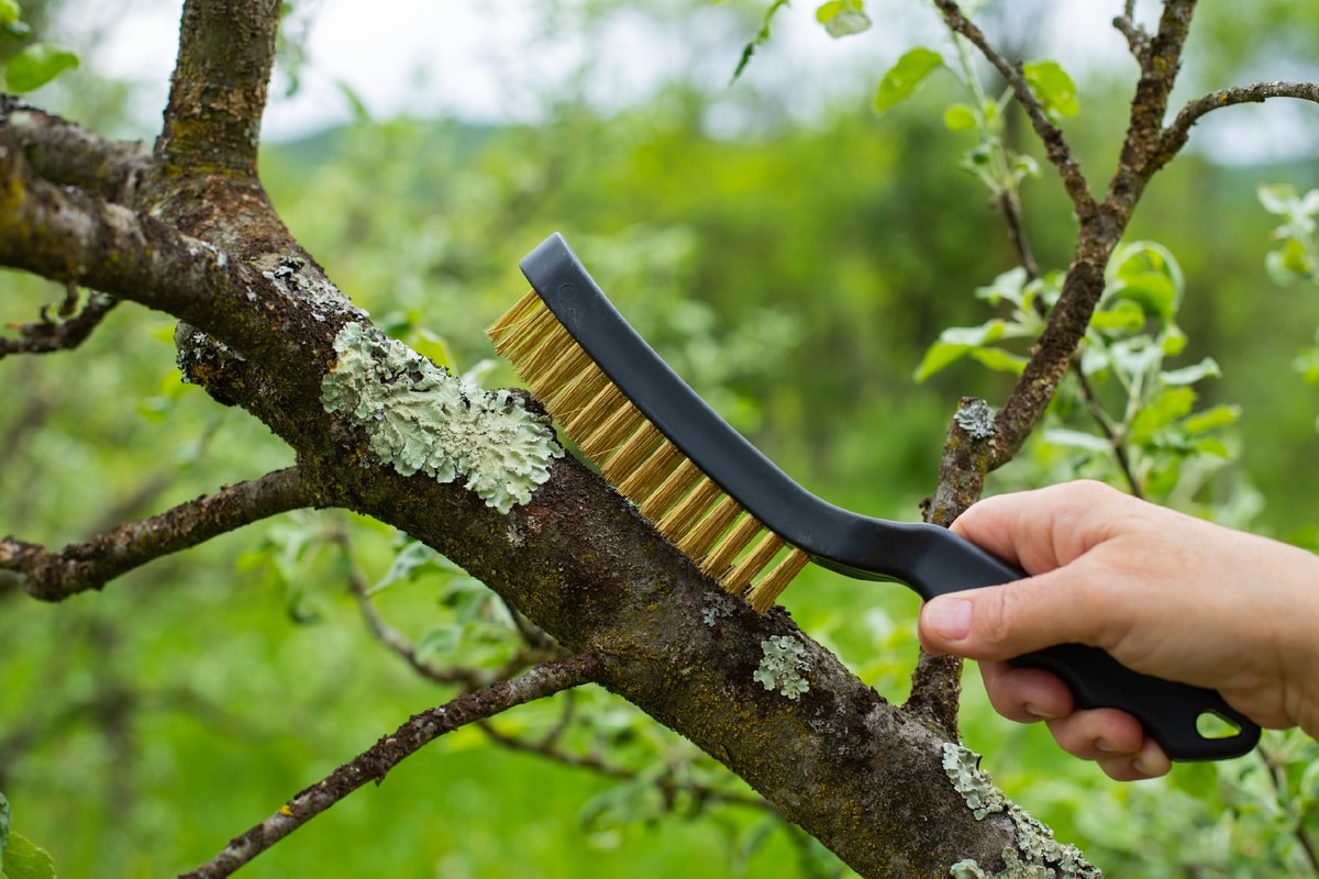 Lišajevi na voćkama nisu bolest: što kažete o svom vrtu