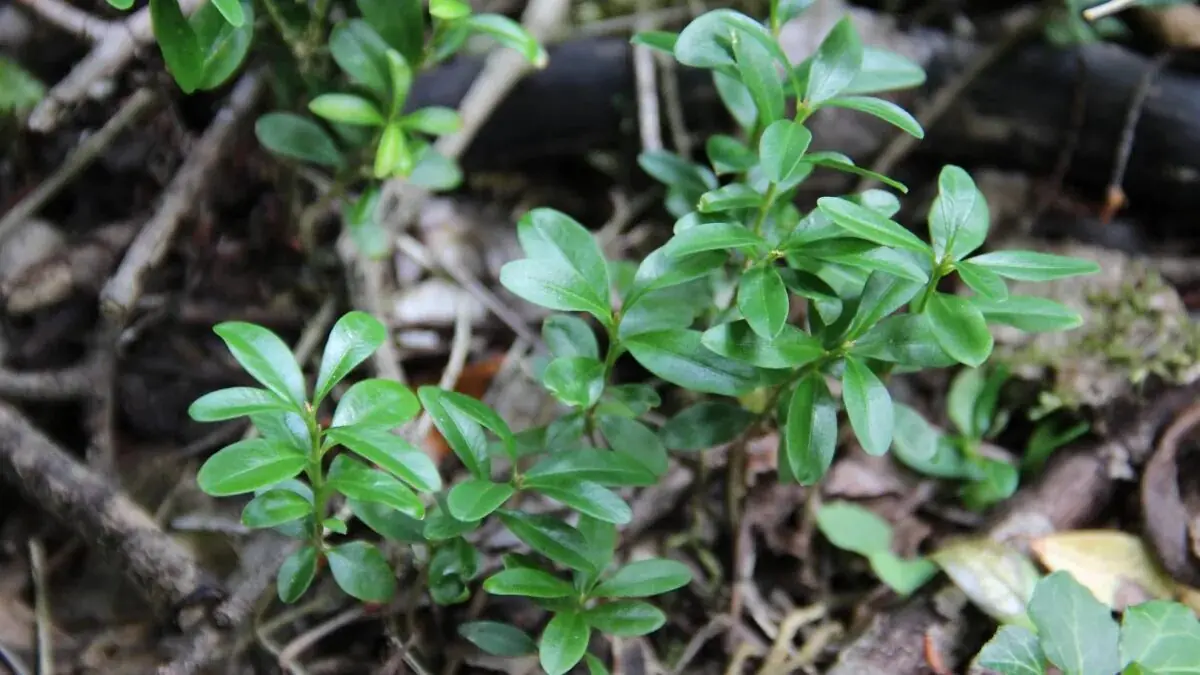 Biljke i drveće koje svakako treba orezati u veljači.