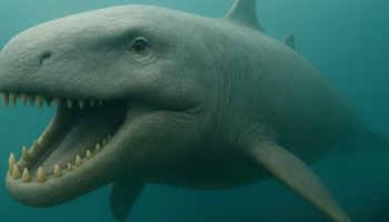 Povijesno otkriće: snimljena ‘riba duh’, životinja nikad viđena živa, poznata samo po lešu