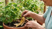 Zašto lukave domaćice zakopavaju kore od banana u teglice s cvijećem: rezultat će natjerati sve susjede na zavist