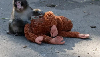 Majmunčić „Panč“ i opasnost od humanizacije divljih životinja