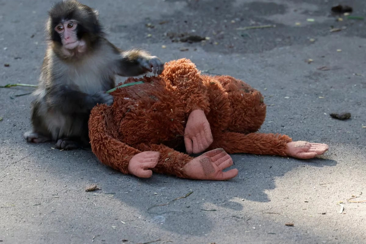 Majmunčić „Panč“ i opasnost od humanizacije divljih životinja