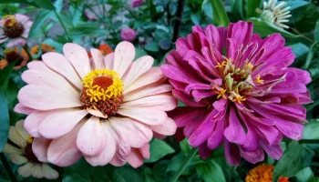 Ovo su tri cveta koja možete posaditi u martu i ispuniti svoju terasu ili baštu bojama: Kako ih negovati i gde ih postaviti