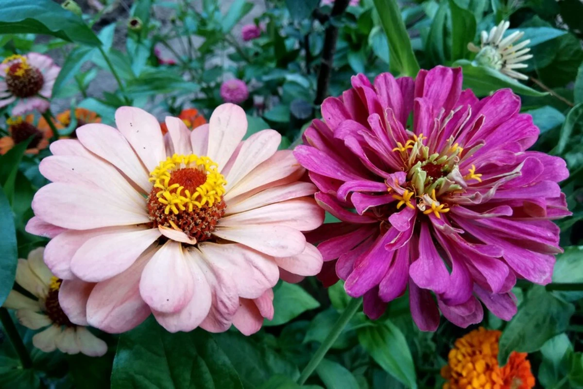 Ovo su tri cveta koja možete posaditi u martu i ispuniti svoju terasu ili baštu bojama: Kako ih negovati i gde ih postaviti