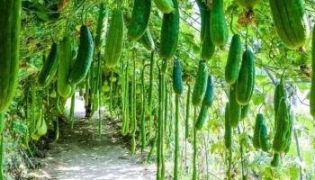 Ni bršljan ni fikus: Penjačica koja vam za 6 meseci daruje prirodne sunđere (i transformiše dvorište)