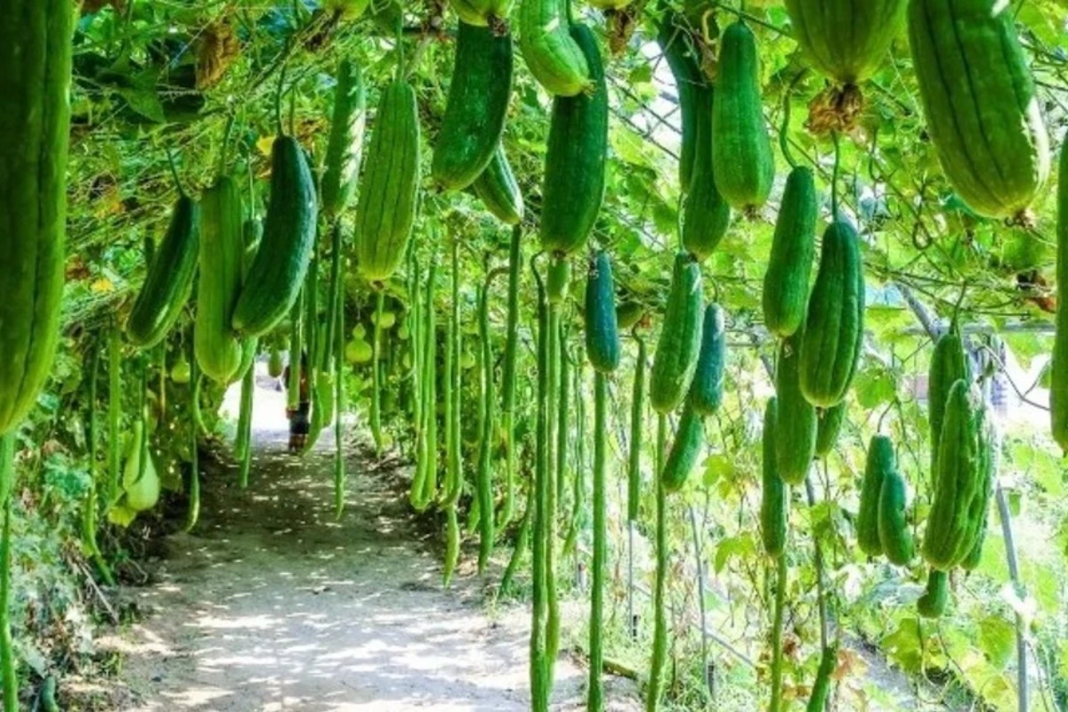 Ni bršljan ni fikus: Penjačica koja vam za 6 meseci daruje prirodne sunđere (i transformiše dvorište)