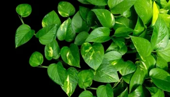 Pet originalnih načina da usmerite rast svog potosa kako bi potpuno promenio svoj oblik i veličinu