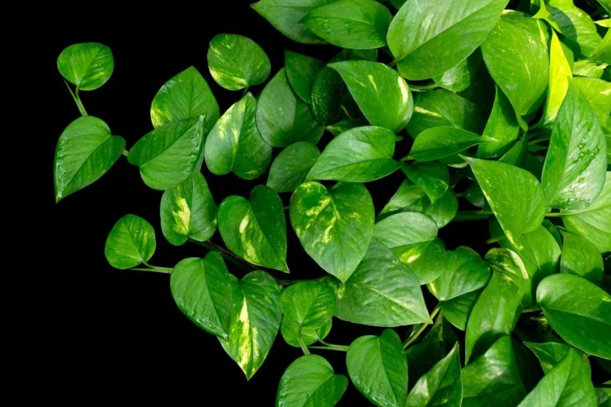 Pet originalnih načina da usmerite rast svog potosa kako bi potpuno promenio svoj oblik i veličinu