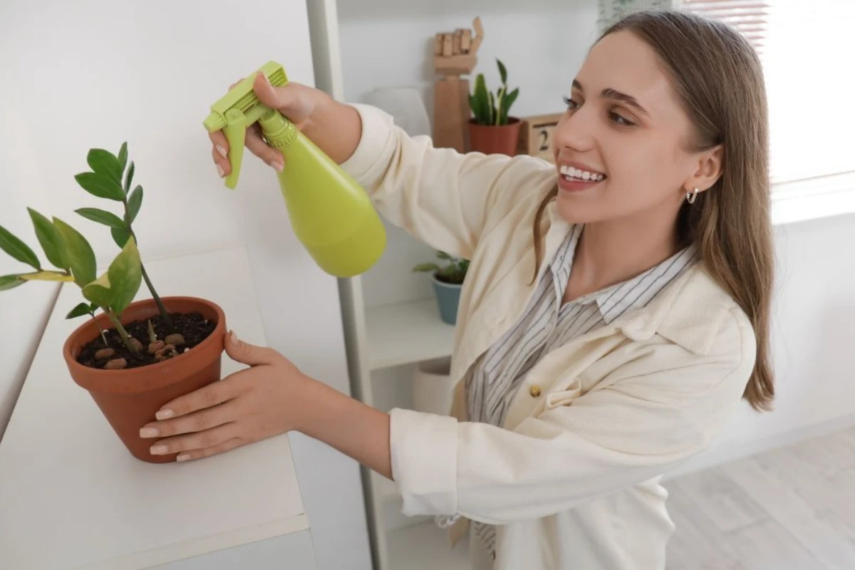 Kako očistiti i učiniti sjajnim listove sobnih biljaka, a da ih ne polomite