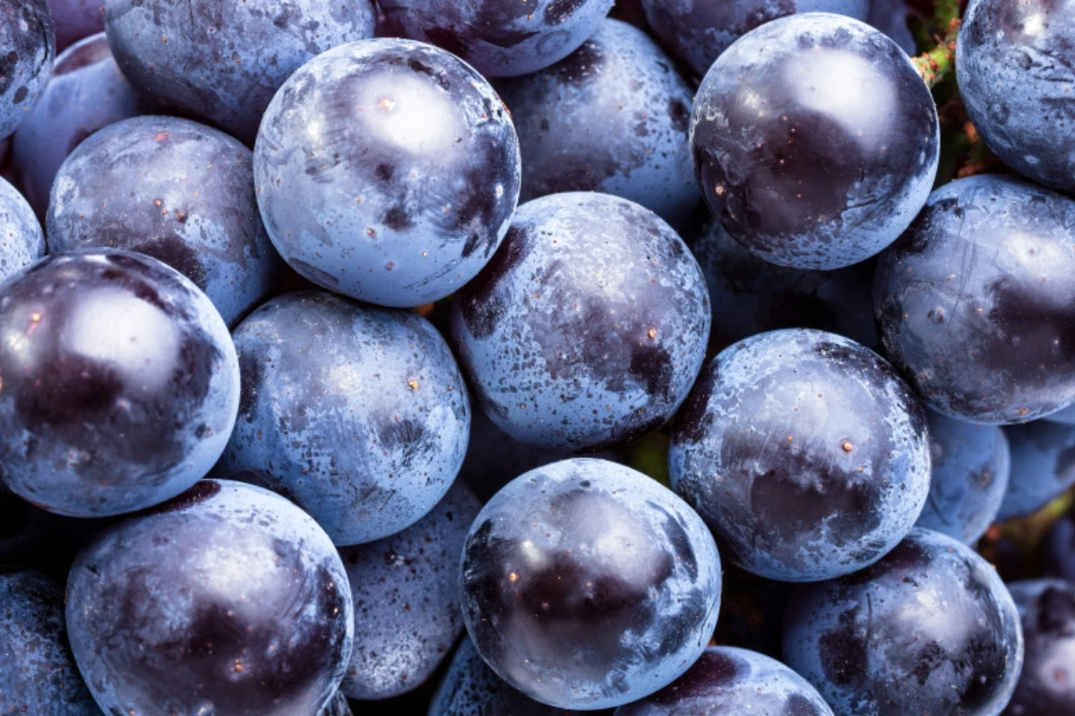 Naučnici podigli alarm: 168 hemikalija uništava creva, a i dalje ih masovno unosimo