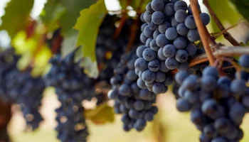 Puzavica koja daje slatko grožđe: kako je uzgajati u 4 koraka